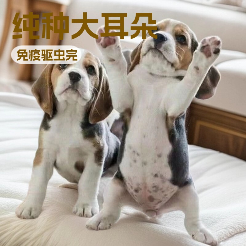 Beagle Puppy Pet Live Dog Big-Eared Beagle Puppy Hunting Dog Guard Dog Family Companion Dog