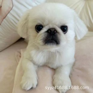 ���N������Ȯ���wС��Ȯ���͹�����Ȯ�{�ӹ�����Ȯ��ɫ���͌��ﹷ