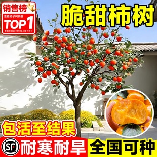 ̫��������Ә���ͥԺ�����ţ�����Ә䰫���޽��籱���ͺ����