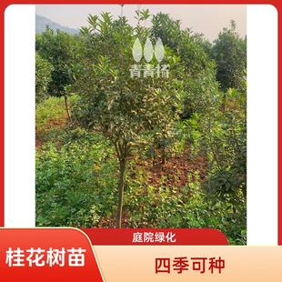 �𻨘�����������ͥԺ�@�־G�������������F�����ļ���