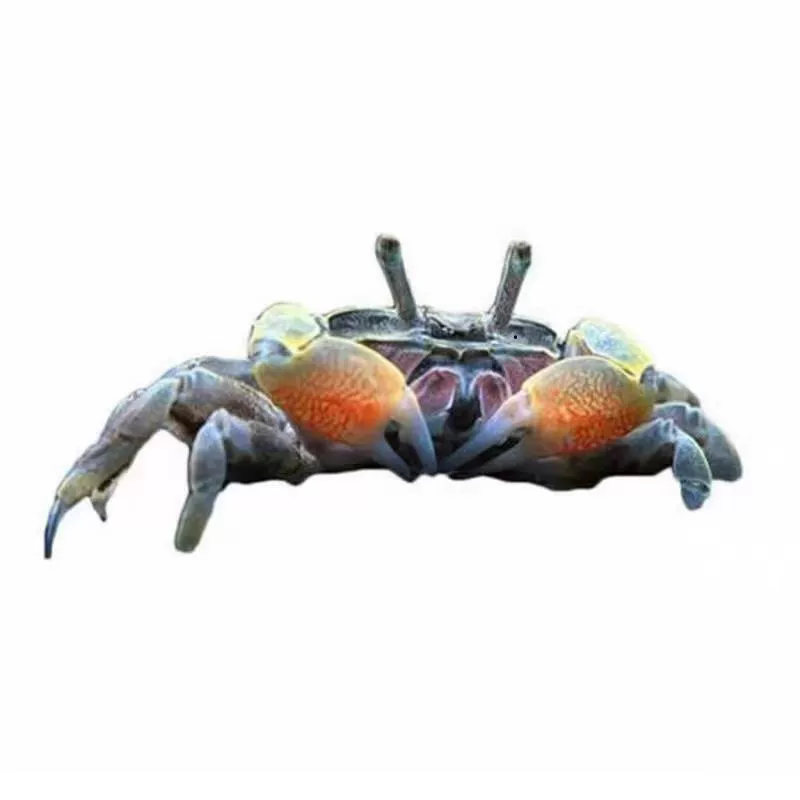 Живой мини-краб чили (питомец), декоративные варианты красный и серый, разного размера