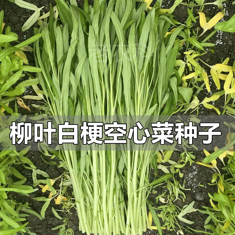 Семена белого водного шпината с полыми стеблями для круглогодичного выращивания на балконе.