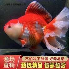 �ɐ�����Ę̩�{Ԫ���{��β�{���ཱ�����ˮ̩�{���~��̩�{����ȹ