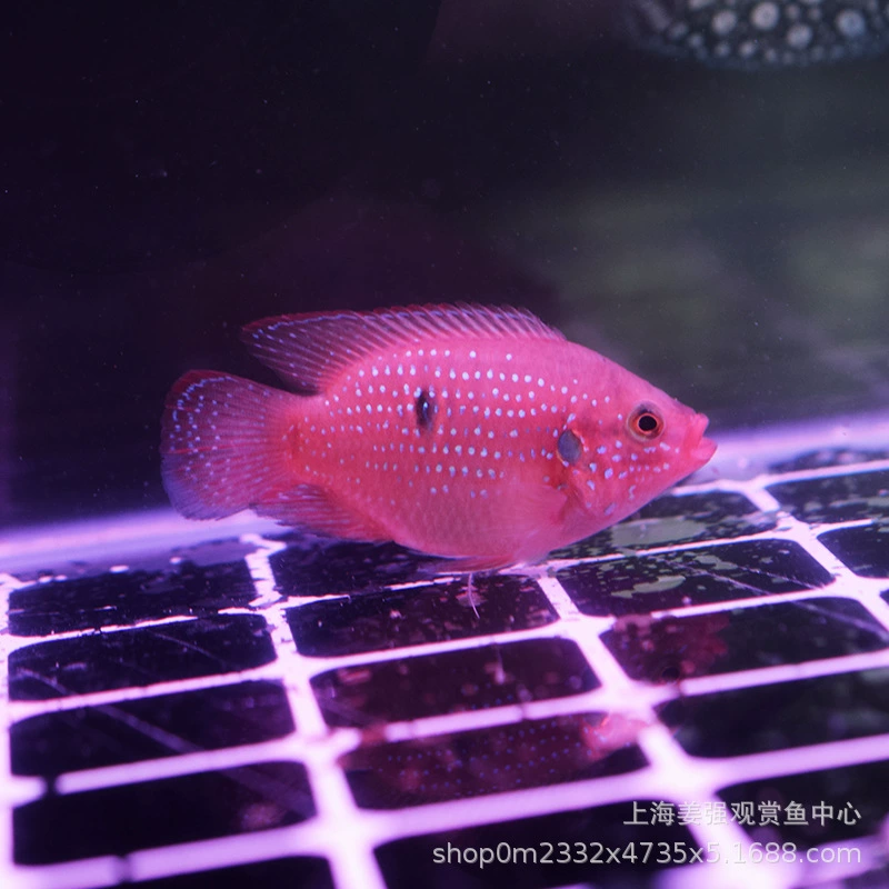 Рубиновая рыба кровь Алмазная рыба африканские три озера рыба цихлиды Тропические рыбы пресноводные рыбы декоративные рыбы аквариум домашнее животное Живая рыба