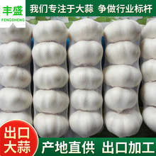 山东特产白皮蒜 保鲜大蒜 红蒜  大蒜头出口加工保鲜纯白大蒜