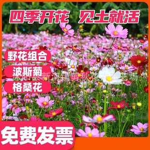 Cosmos Wildflower Combination Seeds Bloom in All Seasons, Are Cold-Resistant and Easy to Live, and Are Outdoor Zinnia and Gesang Flower Seeds