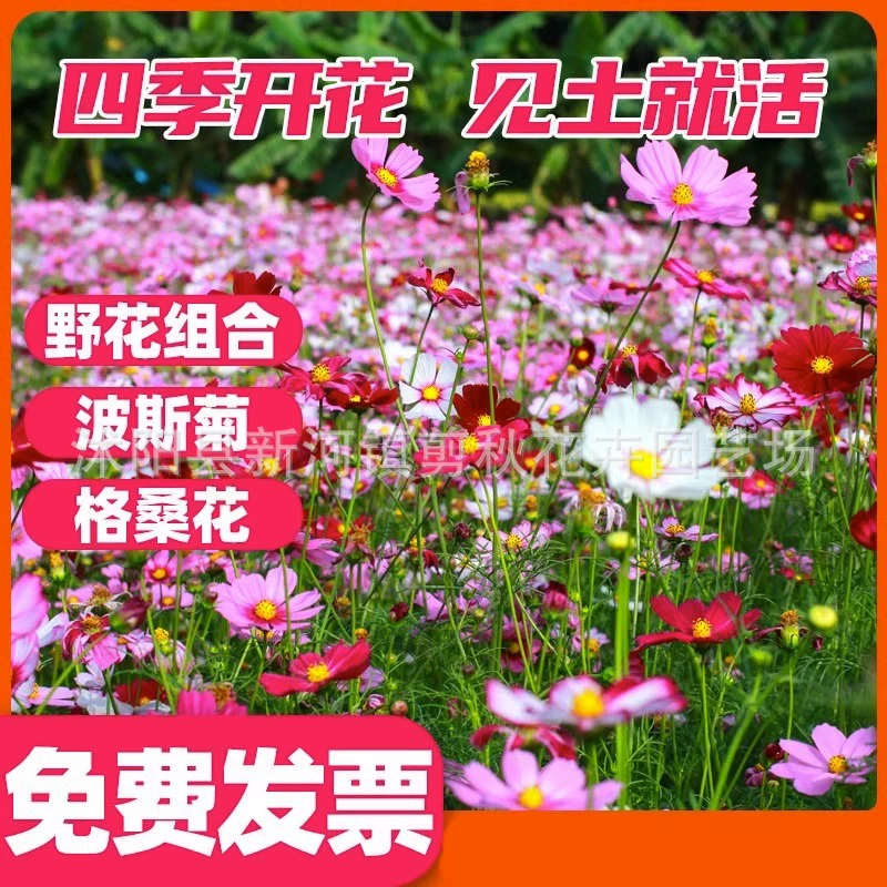 Космос Хризантема дикий цветок Комбинация семян четыре сезона цветение морозостойкий легко жить двор на открытом воздухе zinnias Gesang цветочные семена