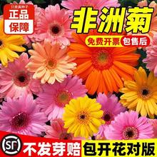 ޾շNMڷɻջN̨ļ^GֲﻨܷN