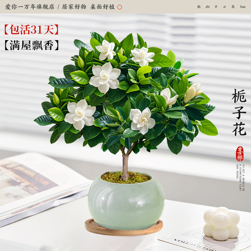 단극 치자나무 + 얼음 유약 연두색 화분 + 대나무 트레이 (포장석 + 영양액 포함)