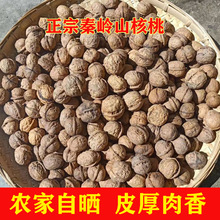 陕西商洛山核桃5斤秦岭野生厚皮核桃老品种2024年新货老树干核桃