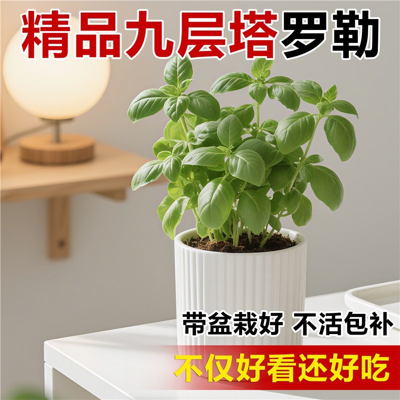 大叶罗勒种子盆栽可食用蔬菜香草种菜籽种大全甜罗勒薄荷四季种孑