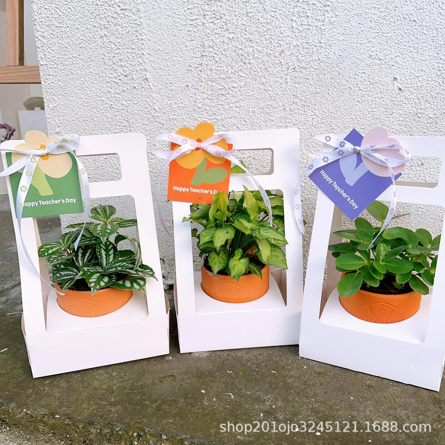 盆栽大号 (1).jpeg