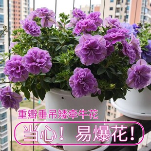 �ذ갫��ţ���Ԏ�����������ţ���ļ����B�ױ����̨ͥԺ��ţ����