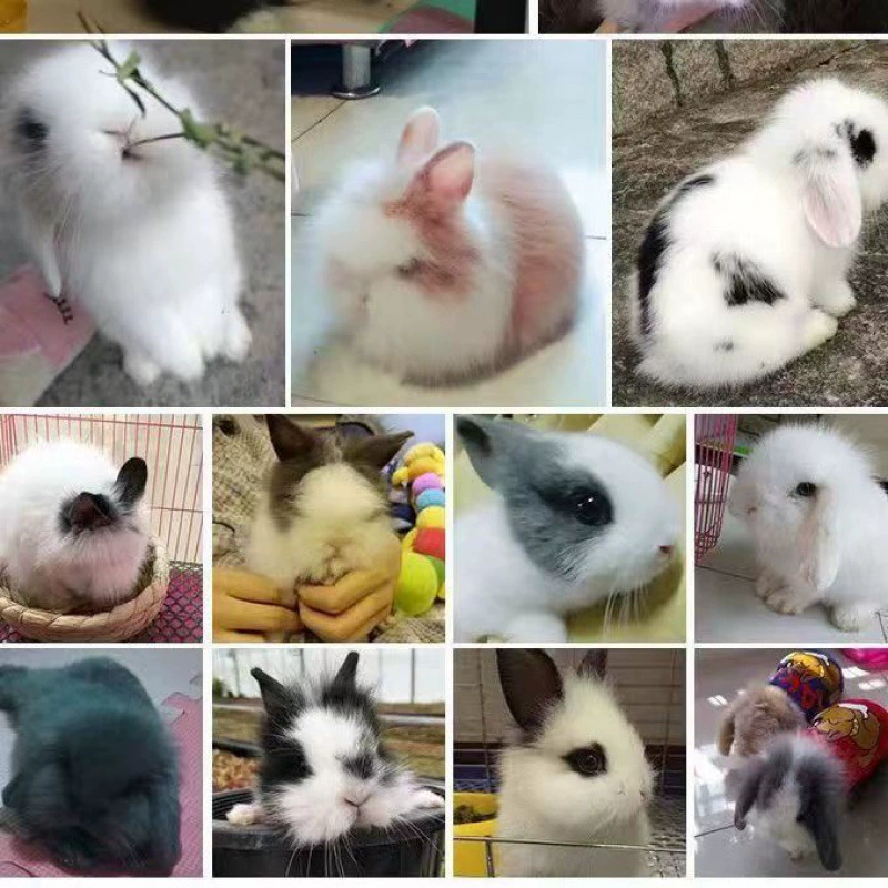 Падение ушей декоративная кролик кролик легко кормить вид, сложенная карлик голландский морозный белошерстный питомец милый миниатюрный