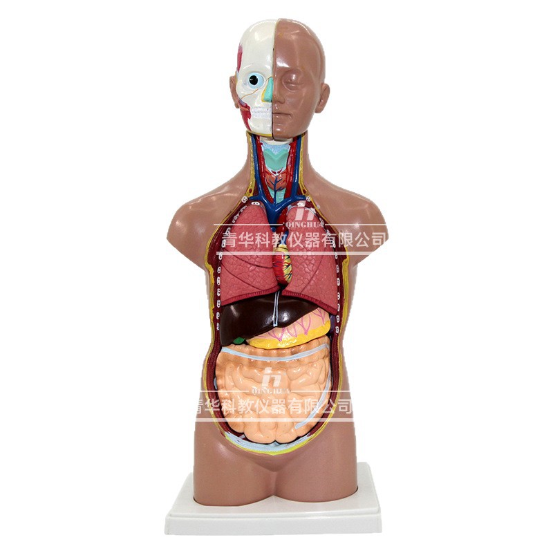 Modelo de la estructura del cuerpo humano simulación médica vísceras anatomía órgano 3D desmontable montado tronco ciencia y educación juguetes para niños