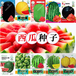 蜂蜜盆栽小西瓜种子薄皮少籽红瓤阳台菜园水果种籽菜种批发
