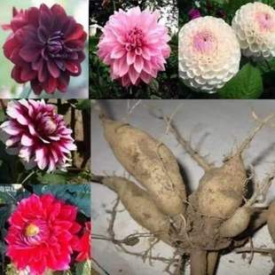 Dahlia Seed Bulbs, Sweet Potato Flower Seeds, Bulbs, Flower Garden Planting, Dahlia Seedlings with Florals, Double-Petaled Potted Plants