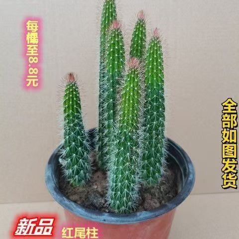 黄金多肉植物柱多肉仙人仙人掌开花擎天柱盆栽阳台某醛室内防某射