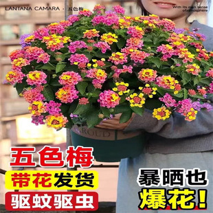 ��ɫ÷���Ի����ļ��R�ѵ��͟�������̨���@���Bֲ�ﻨ��G�}