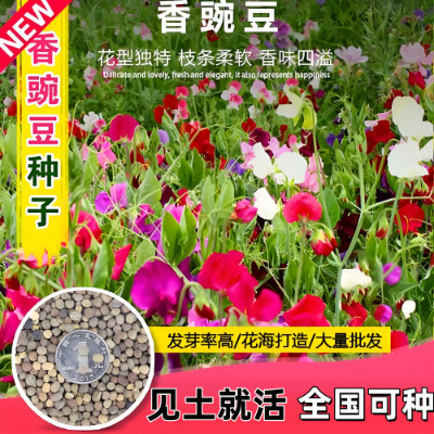 Sweet Pea Flower Seeds Butterfly Cut Flower Pea Flower Seeds Courtyard Landscape Flower Sea Potted Perennial Climbing Flower