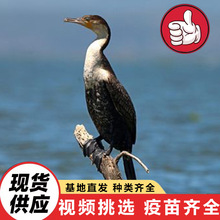 养殖场鸬鹚批发价格 会抓鱼的鸬鹚苗怎么买 景区观赏鸬鹚表演捉鱼