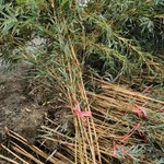 重庆贵州四川琴丝竹长度250琴丝竹长度300琴丝竹长度350琴丝竹长