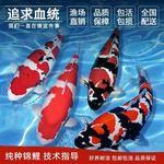 精品锦鲤活鱼日本纯种黄金招财观赏鱼公园庭院鱼池红白三色锦鲤鱼