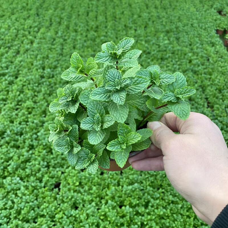 Mint Potted Plant 12cm Pot Diameter Reference with Pot Everyone Soil Delivery Base Direct Sales Mint Potted Plant 12cm Pot Diameter Reference with Pot Everyone Soil Delivery Base Direct Sales