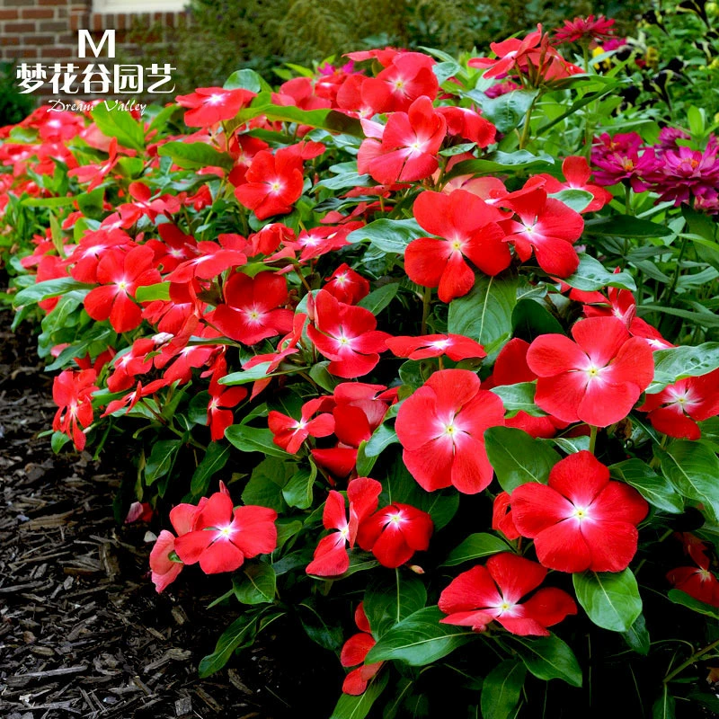 Семена перикопы посевные и цветущие в любое время года, семена цветов в горшках для внутреннего двора, балкона, ежедневные весенние семена цветов.