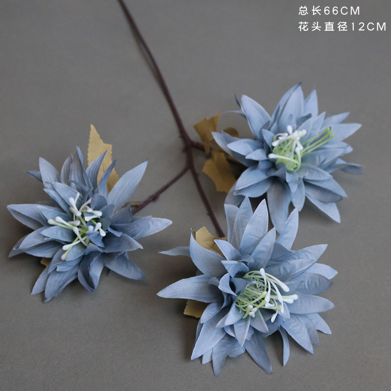 Crisantemo de garra grande azul Haze