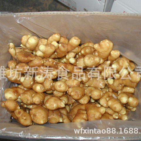 出口保鲜生姜潍坊新涛食品（基地种植、厂家直供）