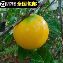 �S������ �ļ������S�������� ̨�����F���� ������������������