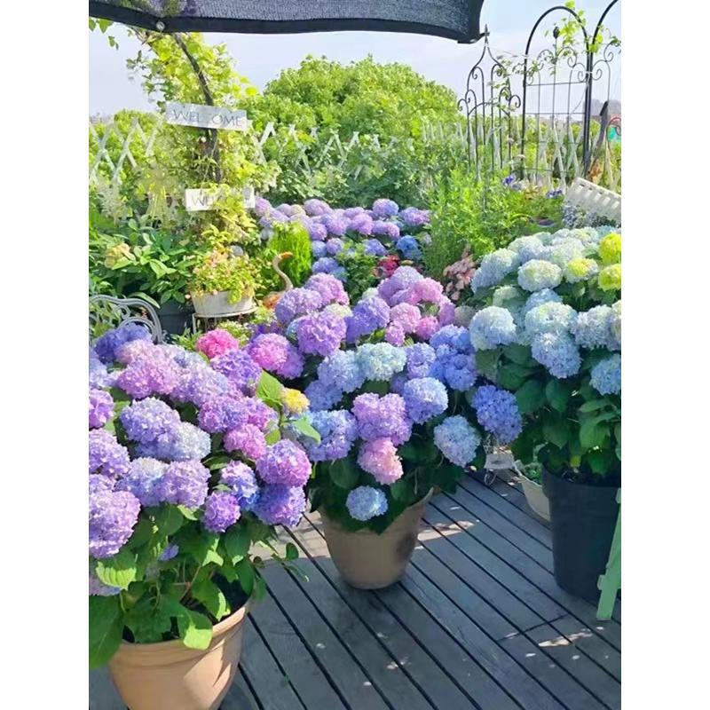 Endless Summer Hydrangea Seedling Potted Four Seasons Flower Sanhe Qianwu Balcony Courtyard Outdoor Cold and Heat Resistant Kaleidoscope Endless Summer Hydrangea Seedling Potted Four Seasons Flower Sanhe Qianwu Balcony Courtyard Outdoor Cold and Heat Resistant Kaleidoscope