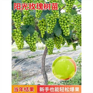 ꖹ�õ�����ј��m�{��ʯ�޷庮����������������籱���Ϸ��Nֲ