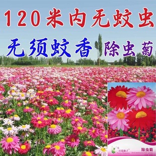 �ļ�����xֲ�ﻨ�����Լt�����x�շN����ò�����nω����ļ���