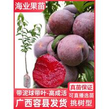 Aڼ޽Xyt玧ϷNֲͥԺ