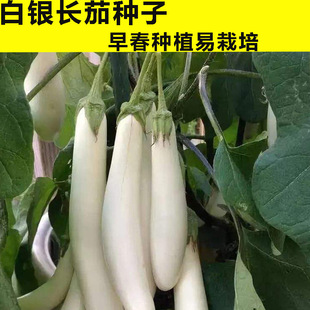 �����ӷN�Ӱ��L���u���ѷN���Ѱ�ɫ�A�Ѵ����ļ���������Ʒ�N