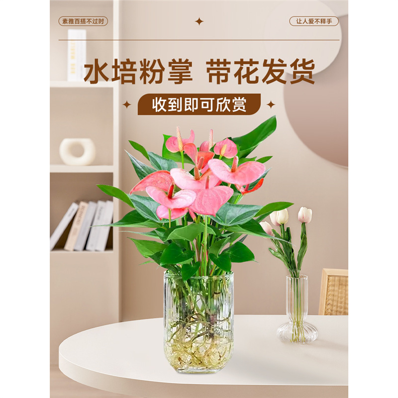 粉掌水培植物室内好养红掌盆栽带花四季开花鲜花一帆风顺花卉绿植