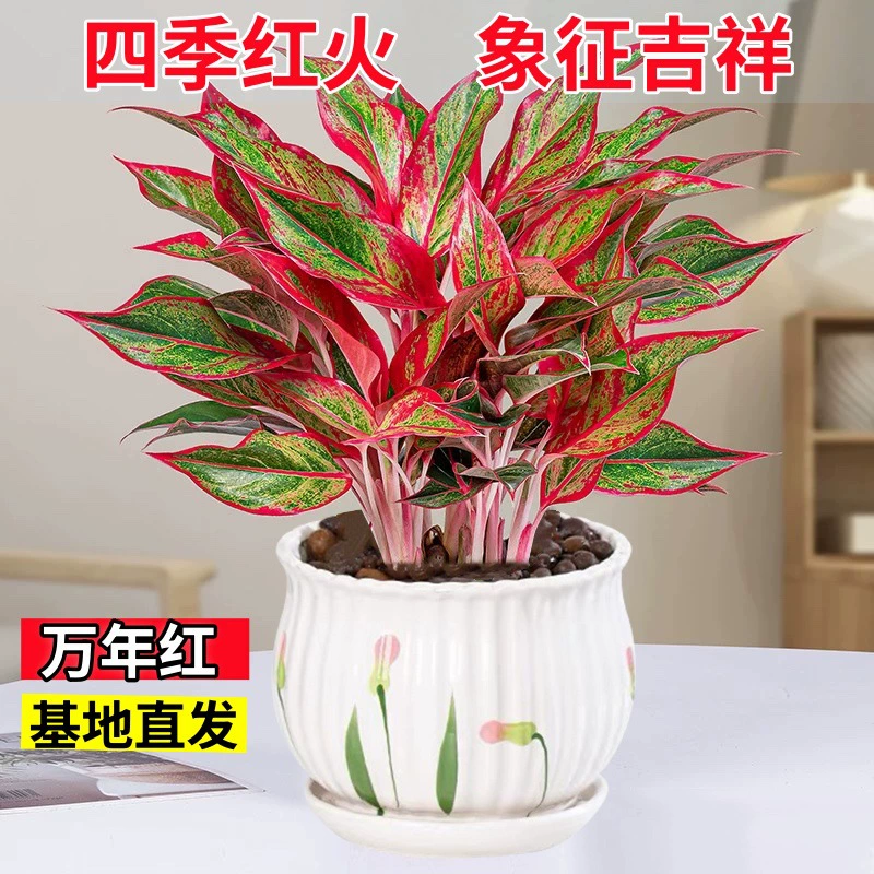 Большой горшок вечнозеленого красного растения в горшке, благоприятное красное зеленое растение Руйи, легко ухаживаемое комнатное цветочное растение, антуриум, Цзиндэчжэнь.