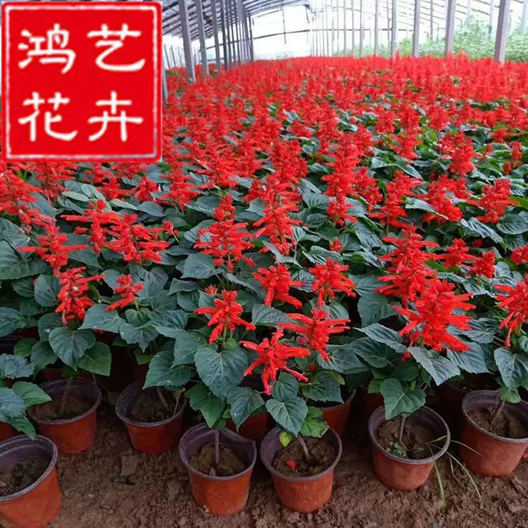 Гниз красных горшечных саженцев и хохлатых цветов, ручка для сезонных трав, национальный праздник, красные праздничные цветы