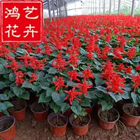 Гниз красных горшечных саженцев и хохлатых цветов, ручка для сезонных трав, национальный праздник, красные праздничные цветы