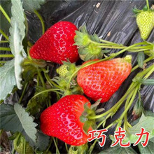 ���Ͳ�ݮ�編�m�����Ԏ���������ʳ�üt��ļ��Y���Ϸ��̨�Nֲ