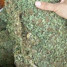 热卖马蹄金正品马蹄金荷包草黄胆草小金钱草螺丕草小马蹄草包邮