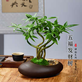 五福发财树新中式禅意盆栽室内桌面造型盆景招财植物耐阴好养绿黎
