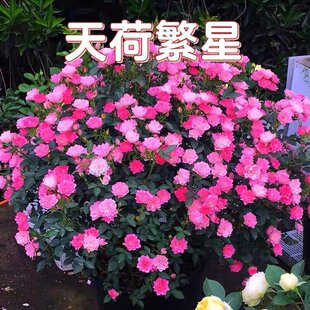 һ�����l��ɷ����¼�΢�͹�ľ���^�༾�_����õ��ɻ����̨����