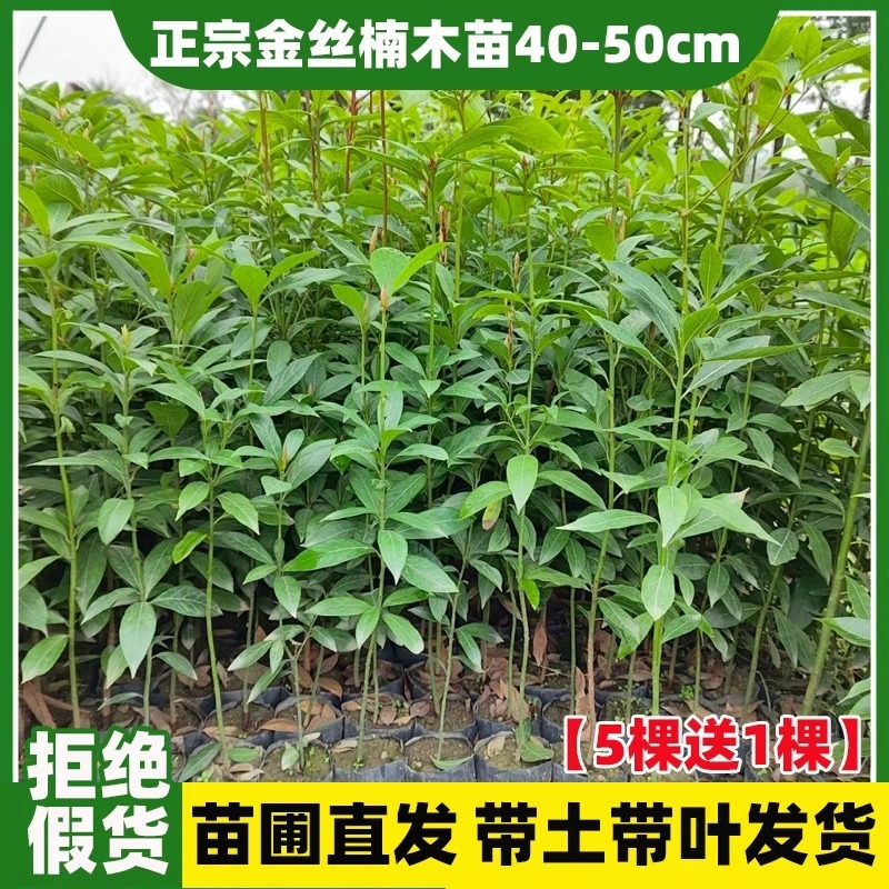 希少な金南木の苗木10本、成都の貴重な小葉南木の鉢植え苗、土植えの大きな苗木|undefined