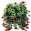 Classed red hanging orchid balcony hanging green planting potted potted planting vines