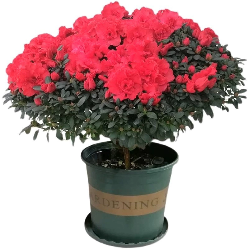 Азалия старый сучок, четырехсезонный цветок для балкона, комнатного двора, легко выращиваемое растение, зеленое растение с цветочными бутонами, отправлено