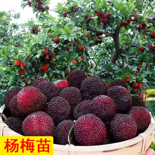 Dongkui Bayberry Saplings, Authentic Grafted Bayberry Saplings, Extra Large, Early Maturing, North and South Planting, Fruiting in the Same Year