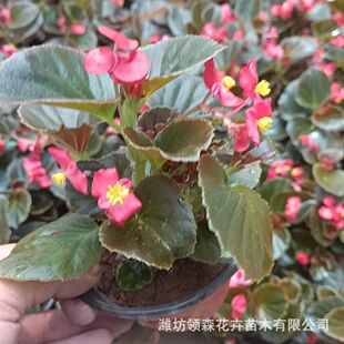 �ļ����� �҃��̨�͏d�ļ��_�����Ի��ܲ������r�������������l